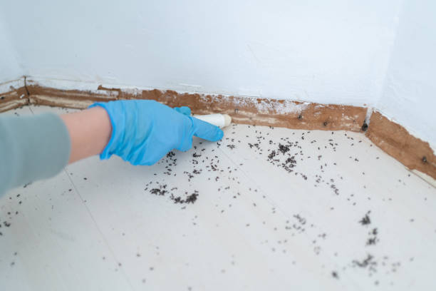 Best Cockroach Control Services  in Galena Park, TX